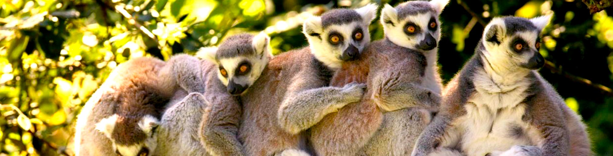 ring tail lemurs