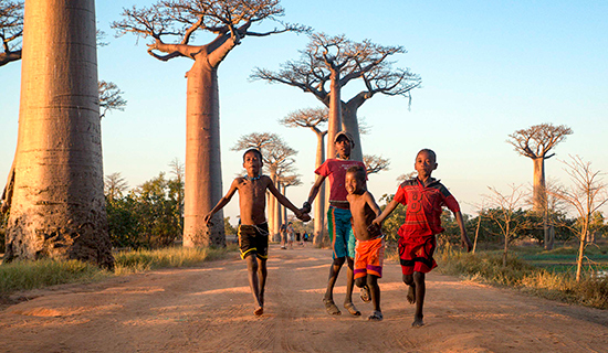 baobab avenue