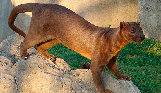 fossa at kirindy forest